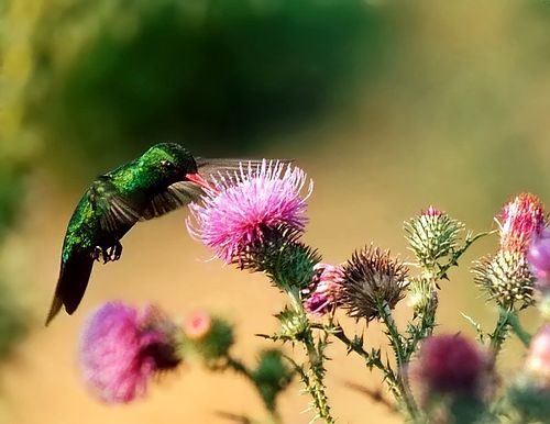 Glittering-bellied emerald